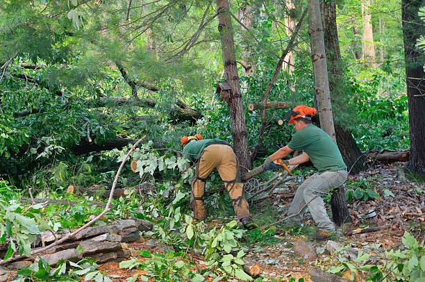 The Steps Involved in Our Tree Care Process in Springdale, OH